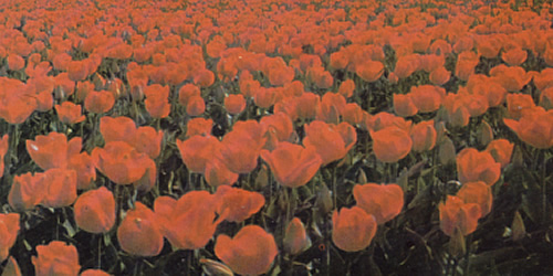 minha-irma-falecida.jpg minha-irma-falecida.jpg